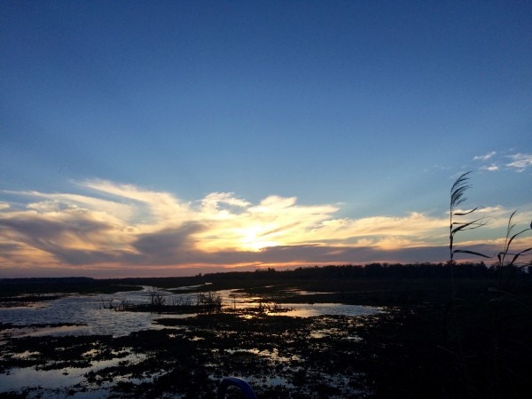 Airboat Tours by Arthur Matherne