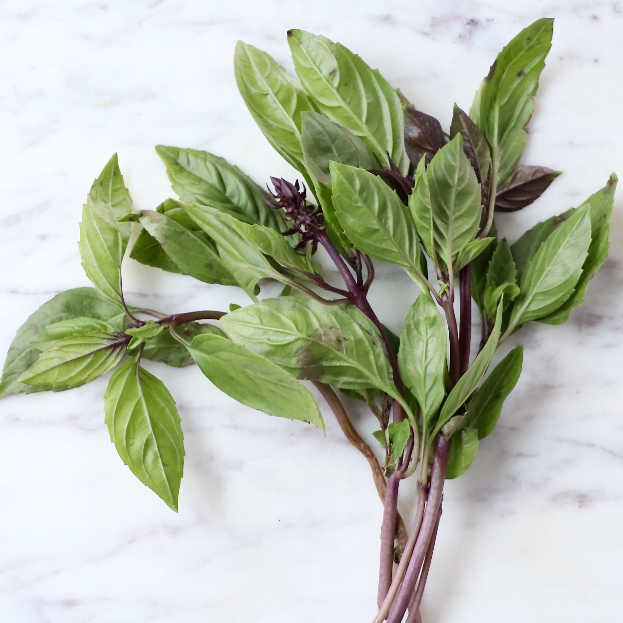 Basil Basil Basil: A Comprehensive Insight Into The Herb's Wonders